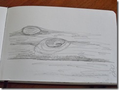 doodles from Hermits Bay (3)